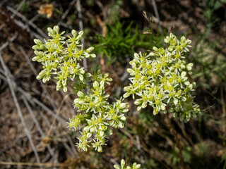 imagen detalle de una flor blanca entre naturaleza verde y seca 