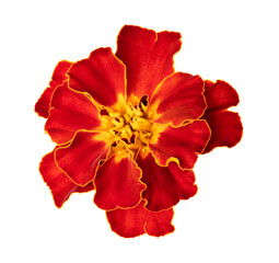 Isolated marigold flower on white background