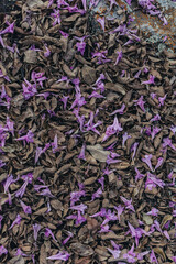 Flores de Ip&ecirc; Rosa / Folhagem com Flores Rosas no ch&atilde;o 