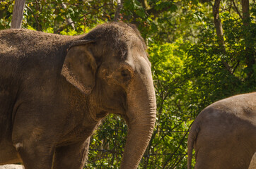 Fototapeta premium Elefant im Zoo