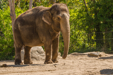 Elefant im Zoo