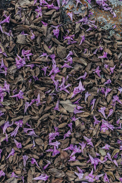 Flores de Ip&ecirc; Rosa / Folhagem com Flores Rosas no ch&atilde;o 