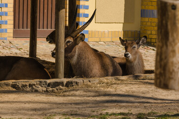 Gazelle / Antilope im Zoo
