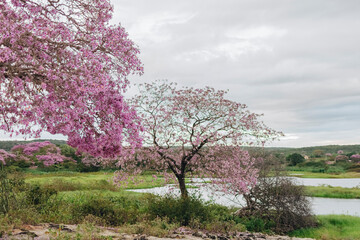 Árvore de Ipê Rosa Brasileiro / Flores de Ipê Rosa / Paisagem Caatinga / Açude / Rio / Ceará