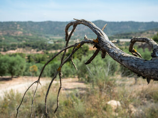 dry branch with mountains in the background