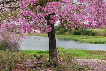 &Aacute;rvore de Ip&ecirc; Rosa Brasileiro / Flores de Ip&ecirc; Rosa / Paisagem Caatinga / A&ccedil;ude / Rio / Cear&aacute;