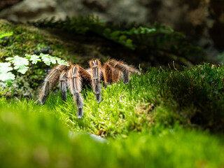 Red chili tarantula in the grass near the stones.