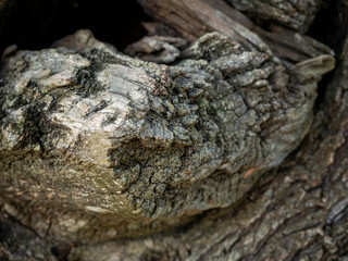 detail of cut olive branch