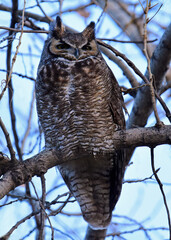 a great horned owl perched  in a cottonwood tree in winter in broomfield, colorado