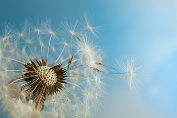 Fototapeta premium Beautiful dandelion flower on light blue background, closeup. Space for text