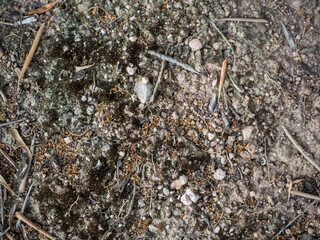 soil detail of earth and stones