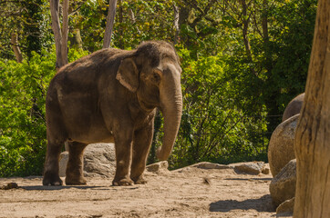 Fototapeta na wymiar Elefant im Zoo