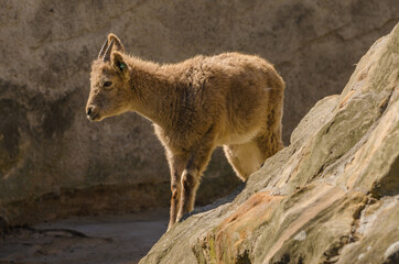 Obraz premium Gazelle / Antilope im Zoo