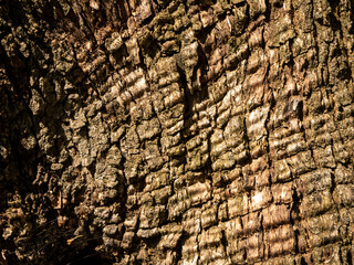old olive tree trunk texture