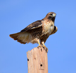 red-tailed hawk looking for prey on a  utility pole on a sunny day near alamogordo, new mexico