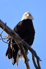 closeup of a magnificent bald eagle perched in a cottonwood trees on a sunny winter day at barr lake state park near in brighton, colorado