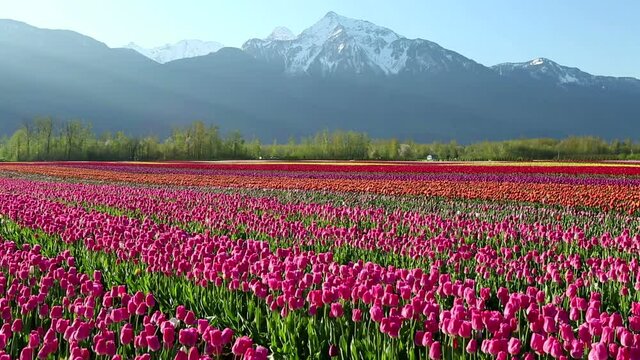 Cultivated Tulip Field Fraser Valley British Columbia