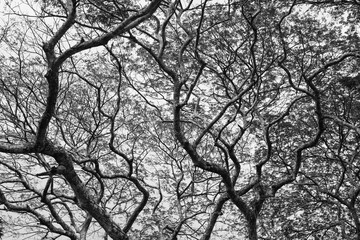 Monochrome branches