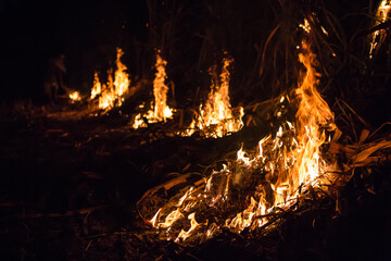 Forest fire