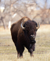 american bison standing in a field along the wildlife drive in the rocky mountain arsenal wildlife refuge in early spring in commerce city, near denver, colorado