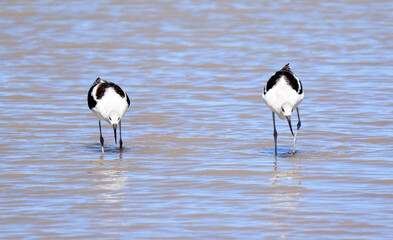 pair of american avocets  foraging in a lake at bosque del apache national wildlife refuge in san...