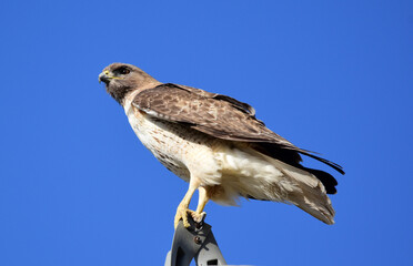 closeup of a striking red-tailed hawk looking for prey  on a sunny day from a utility pole in rocky mountain national wildlife refuge in commerce city, near denver, colorado