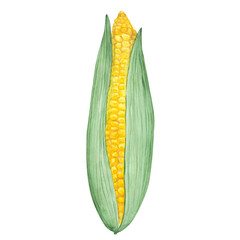 corn on the cob. Watercolor corn isolated on a white background. Hand-drawn maize clipart. Yellow and green vegetable illustration. Bright agricultural harvest print. Vegetarian food. Sweet corn plant