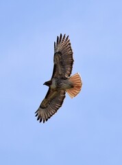 close up of red-tailed hawk soaring against a blue sky in an open space in broomfield, colorado
