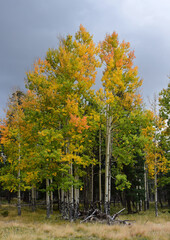 colorful changing aspen trees in fall on a stormy day in bandelier national monument, near los...