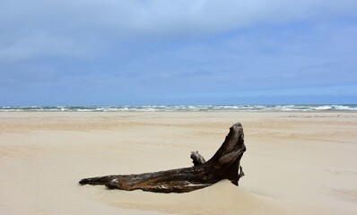 picturesque driftwood  on a sunny spring day on  pea isiand beach  in the outer banks of north...
