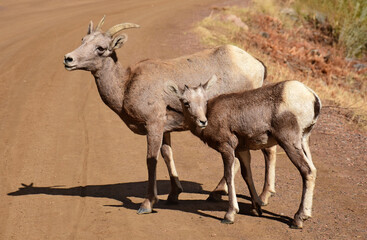 rocky mountain bighorn sheep ewe and lamb standing  on the trail in waterton canyon, littleton, colorado