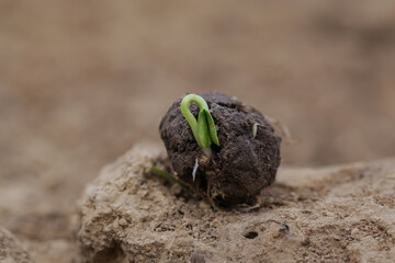Plants sprouting from a seedball. Seed Bombs on dry soil. Guerrilla gardening concept