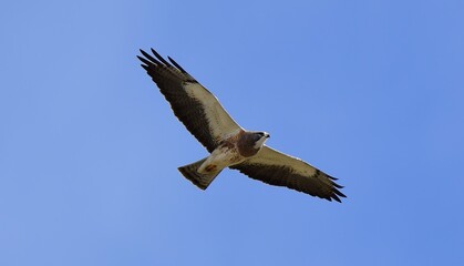 close up of a swainson's hawk in flight against a blue sky  in an open space in spring  in broomfield, colorado