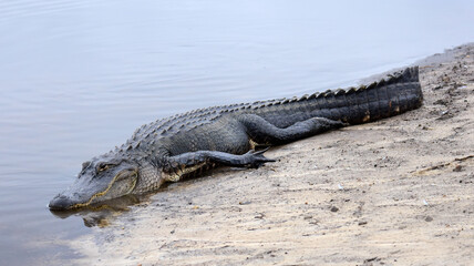 large american alligator resting on the shoreline of a  creek in st. mark's wildlife refuge  near crawfordville in northern florida 