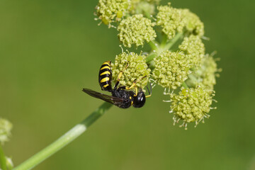 Wasp Ectemnius, family Sand wasps, digger wasps (Crabronidae ). On flowers of Lovage (Levisticum officinale) umbellifers family (Apiaceae, Umbelliferae). Dutch garden July.