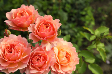 Beautiful blooming coral roses on bush outdoors, closeup. Space for text