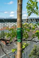 Ameisenleimring an einem jungen Apflebaum auf einer Terrasse vor einem Streckmetalgitter
