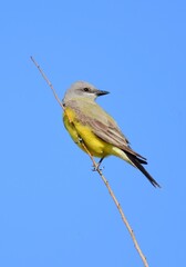 pretty western kingbird perched on a tree branch against a blue sky on a spring day at metzger farm open space in broomfield, colorado