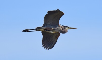 closeup of a nesting great blue heron in flight on a sunny spring day at metzger farm open space in broomfield, colorado