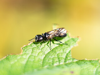 Grabwespe (Spheciformes) sitzt auf einem grünen Johannisbeer-Blatt (Ribiseln), das von Schädlingen angefressen wurde.