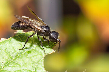 Grabwespe (Spheciformes) sitzt auf einem grünen Johannisbeer-Blatt (Ribiseln), das von Schädlingen angefressen wurde.