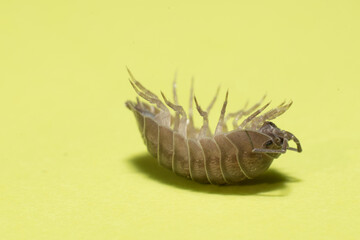 Eine am Rücken liegende Assel versucht auf  einem grünen Untergrund wieder auf die Beine zu kommen