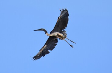 closeup of a nesting great blue heron in flight on a sunny spring day at metzger farm open space in broomfield, colorado