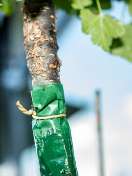 Ameisenleimring an einem jungen Apflebaum auf einer Terrasse