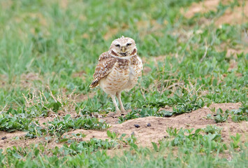 burrowing owl standing on a prairie dog burrow in the prairie of rocky mountain arsenal national wildlife refuge in commerce city, near denver, colorado