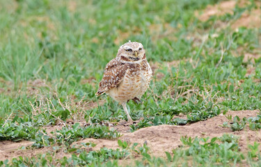 burrowing owl standing on a prairie dog burrow in the prairie of rocky mountain arsenal national wildlife refuge in commerce city, near denver, colorado