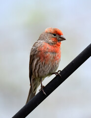 closeup of cute male  american rosefinch perched  on a rod in early summer in Broomfield, colorado