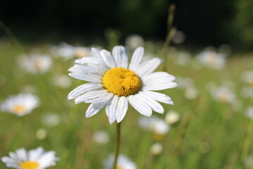 bright chamomile flower grows in green grass fresh water drops on the petals
