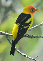 Obraz premium closeup of colorful male western tanager perched in an ash tree in Broomfield, colorado