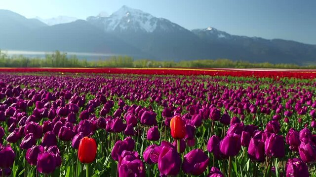 Cultivated Tulip Field Fraser Valley British Columbia